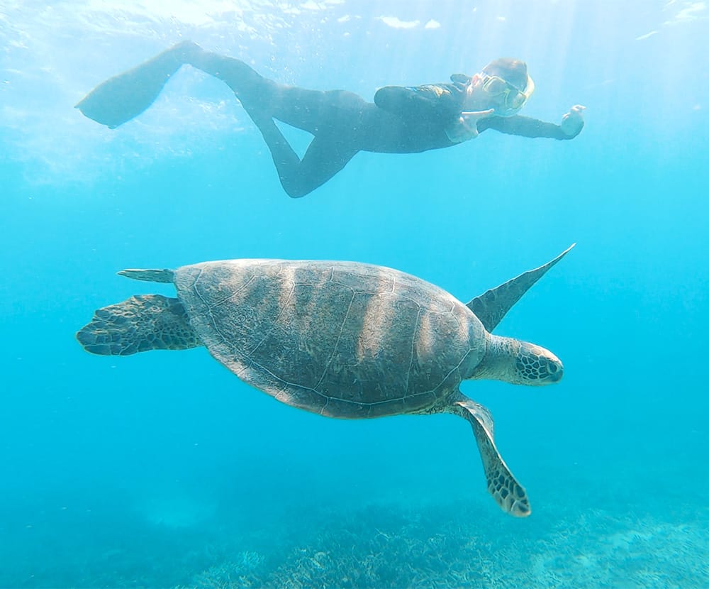 Cairns dive — Under The Sea – Diving
