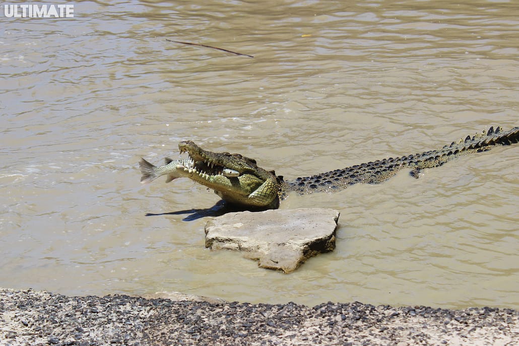 Croc at Australia's Northern Territory