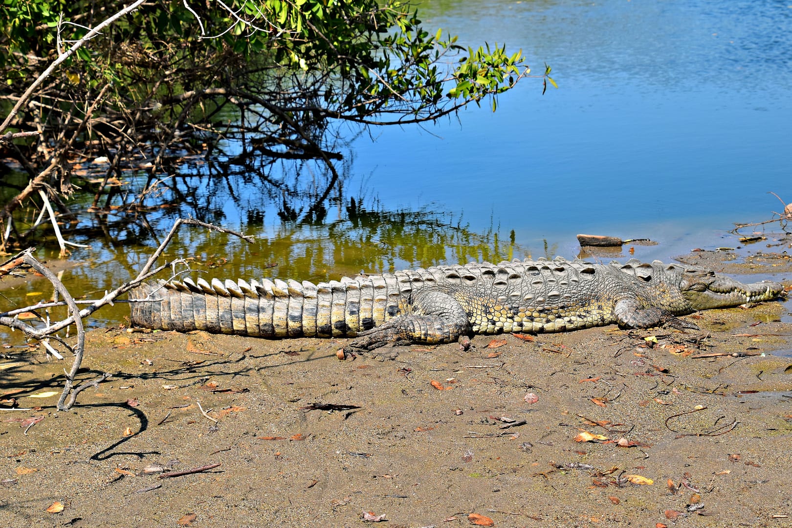 Northern Territory, Top End Tour, Kakadu, Crocodile