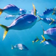 great-barrier-reef-blog Great barrier reef blog — Australia Blog