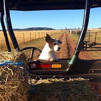 Working with animals is great!
