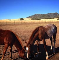 Working on a horse farm is a great way to get your second year visa