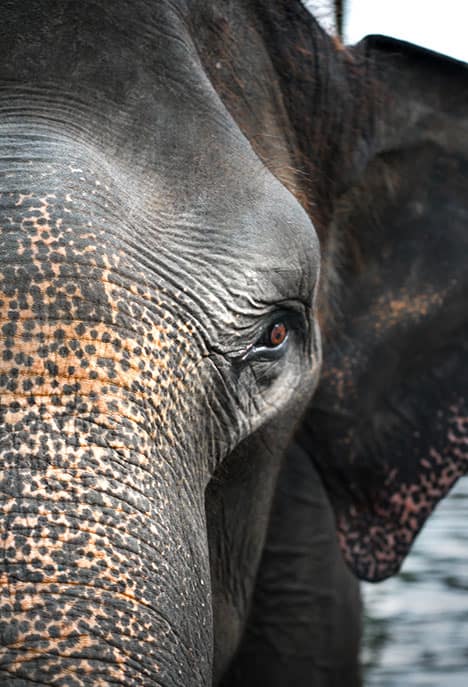 Elephant Blog — It’S Easy To Travel Responsibly