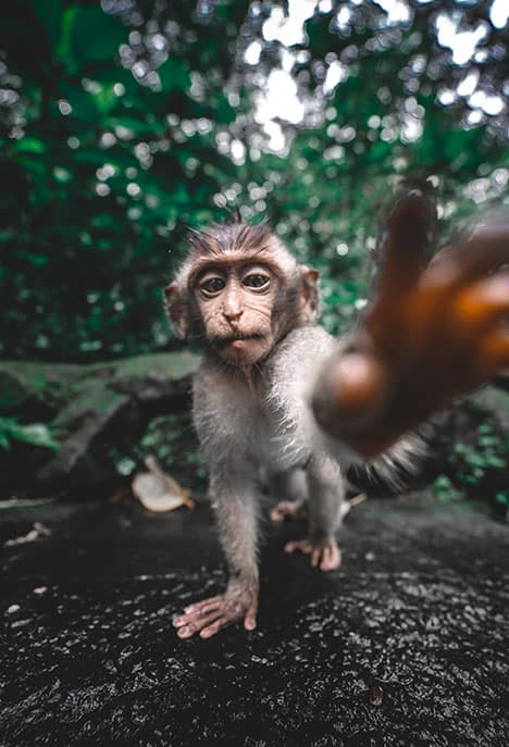 Monkey Blog — It’S Easy To Travel Responsibly