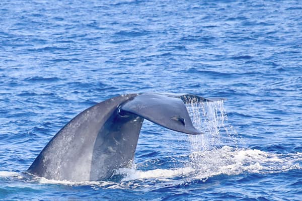 Whale Watching — Is winter a good time to visit Australia?