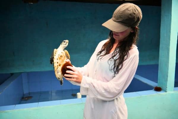 Volunteer abroad programs Bali turtle conservation program Ultimate Travel