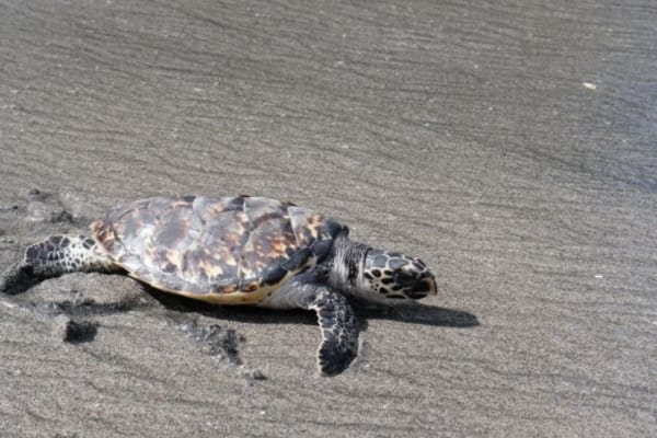 Volunteer abroad programs Bali turtle conservation program Ultimate Travel