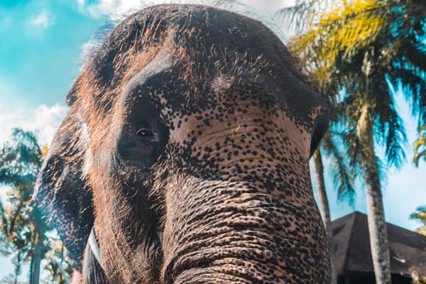 Chang Mai Elephant volunteering program Ultimate Travel