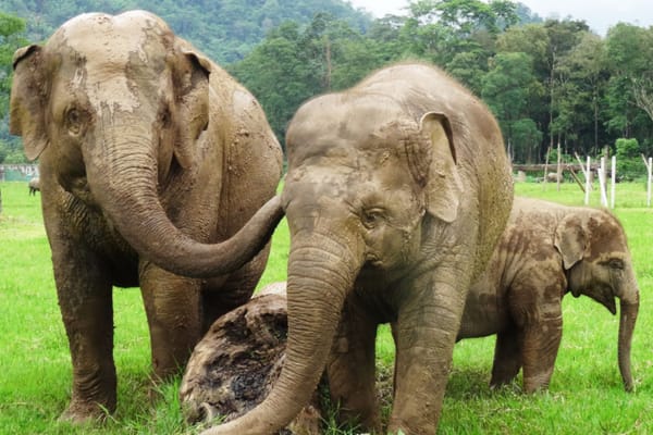 Chang Mai Elephant volunteering program Ultimate Travel