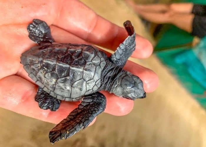 Sea turtle hatchling held by a volunteer in Limón, Costa Rica