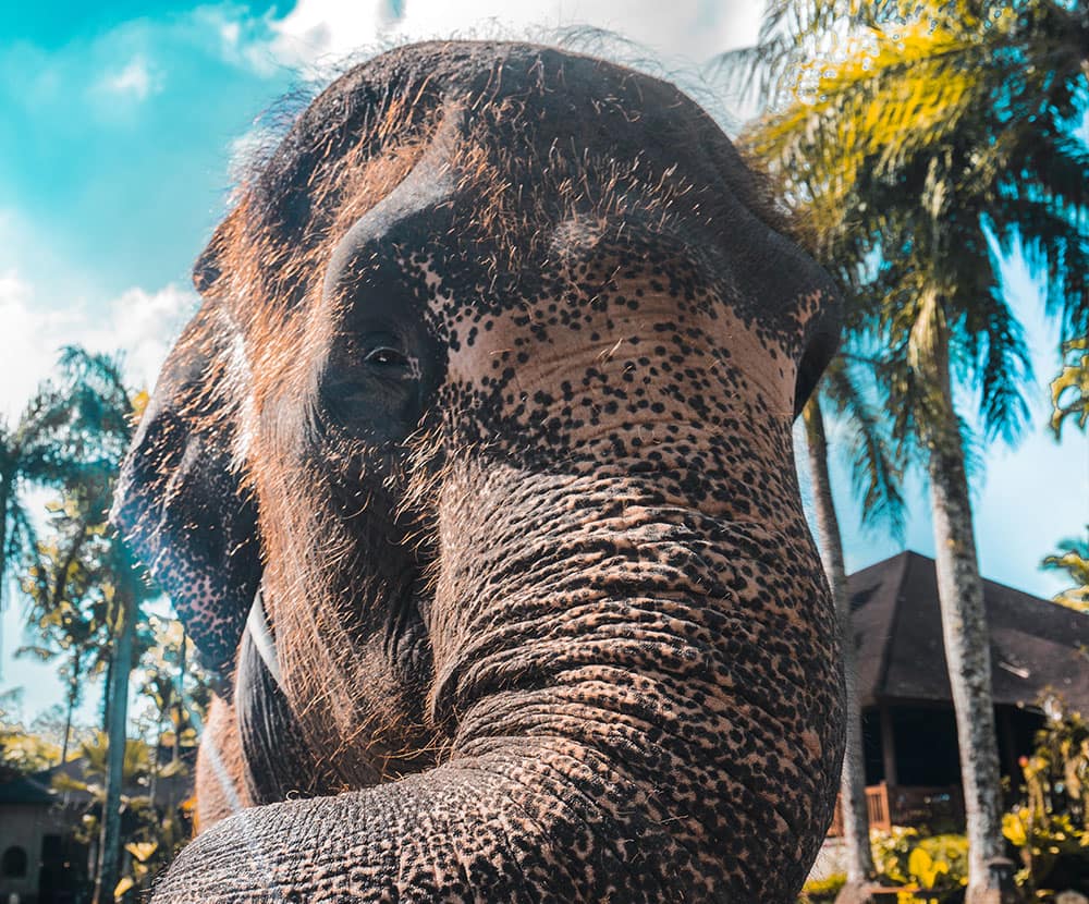 Chiang Mai Elephant Sanctuary