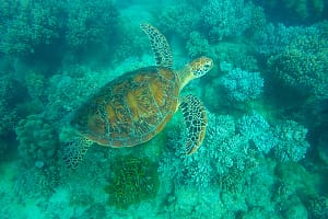 cruise package cruising
