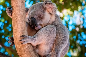 East Coast Explorer Brisbane